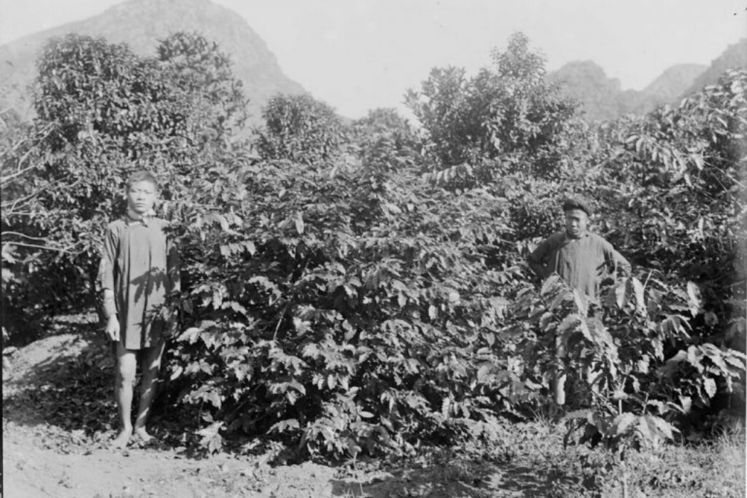 Coffee trees on the Cressonnière plantation – 1898